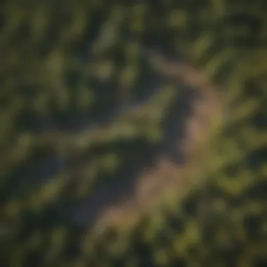 An aerial view of a sustainable woodland management area, incorporating bee shrubs into the landscape.