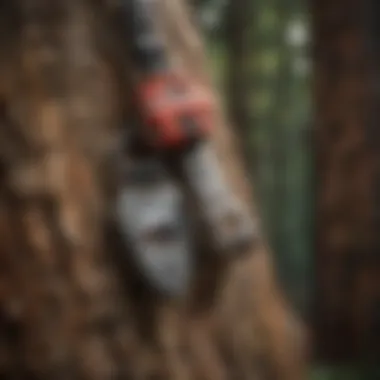 Key Climbing Gear for Safe Tree Cutting Essential climbing gear for tree cutting