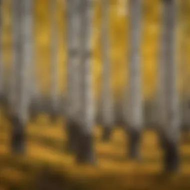 Seasonal Transformation of Aspen Trees Vibrant aspen trees showcasing seasonal changes