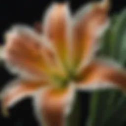 Close-up view of a bearded lily showcasing its intricate petals