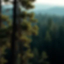 Exploring Black Hills Tint: Significance in Forestry and Conservation Introduction