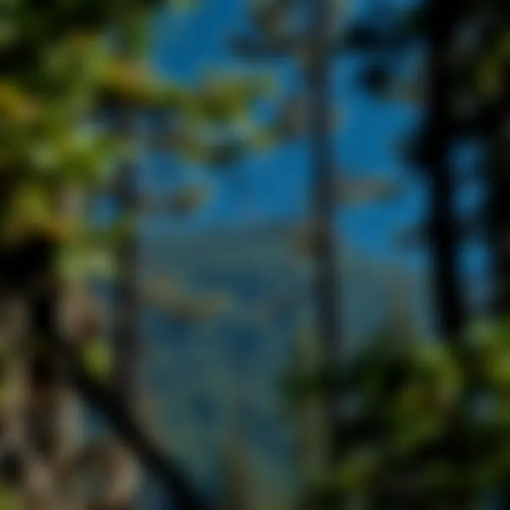 Notable Exploring Black Hills Tint: Significance in Forestry and Conservation
