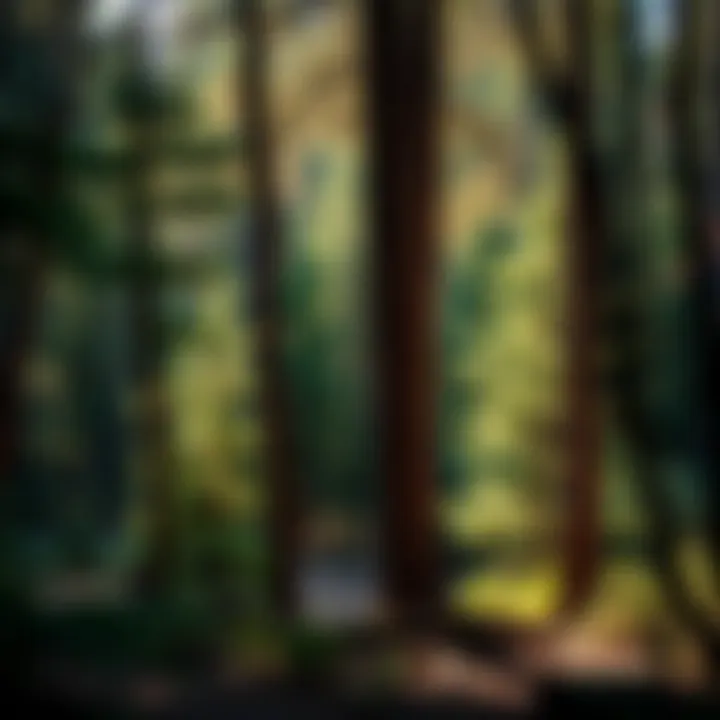Exploring Black Hills Tint: Significance in Forestry and Conservation Summary