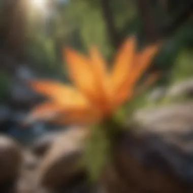 Close-up of unique flora found along the hiking trails in Clear Creek Canyon