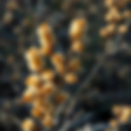 Exploring Creosote Bush Seeds: A Comprehensive Examination Introduction