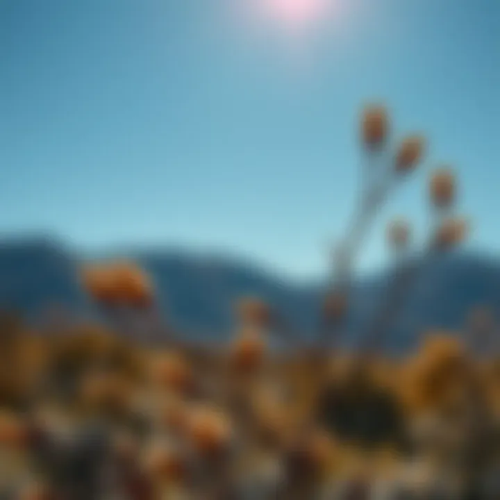 Exploring Creosote Bush Seeds: A Comprehensive Examination Summary