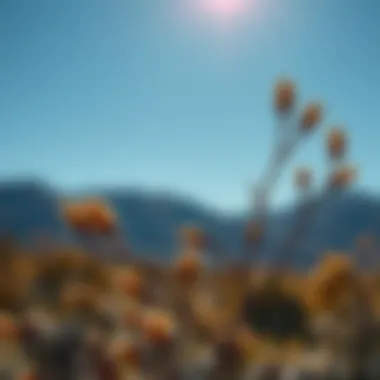 Exploring Creosote Bush Seeds: A Comprehensive Examination Summary Exploring Creosote Bush Seeds: A Comprehensive Examination Summary
