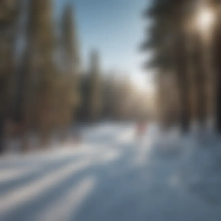 Skiers enjoying the slopes while surrounded by forested areas