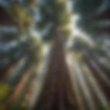 A Glimpse into the Towering Giants Majestic giant redwood trees reaching towards the sky
