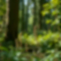 Exploring Helpful Herbs in Forest Ecosystems Introduction