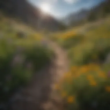 Wildflowers blooming along a scenic hiking path in Pocatello
