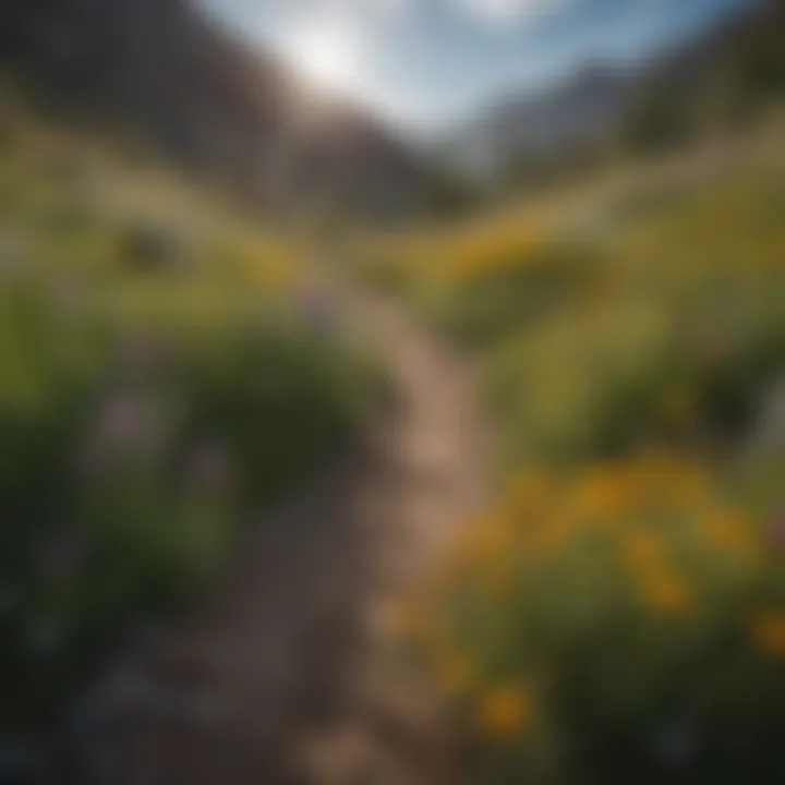 Wildflowers blooming along a scenic hiking path in Pocatello