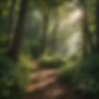 Lush Greenery Along Scenic Hiking Trails Hiking trail surrounded by lush greenery