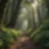 Scenic view of a hiking trail surrounded by lush greenery in Salem, Oregon