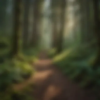 Lush Green Forest Trail Lush green forest trail surrounded by towering trees