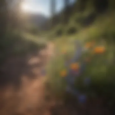 Wildflowers blooming along a hiking trail