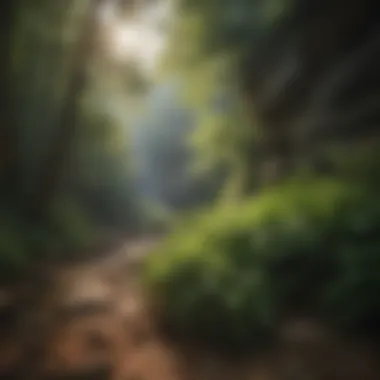 Lush Greenery of Red River Gorge Scenic view of Red River Gorge with lush greenery