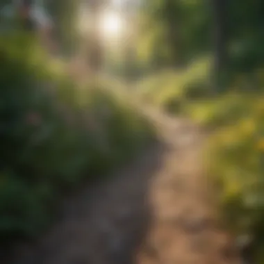 Wildflowers blooming along a sunny hiking path