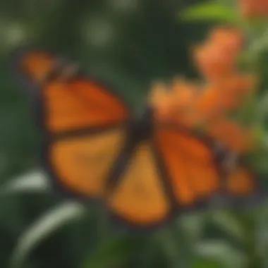 A close-up of a monarch butterfly on a milkweed plant