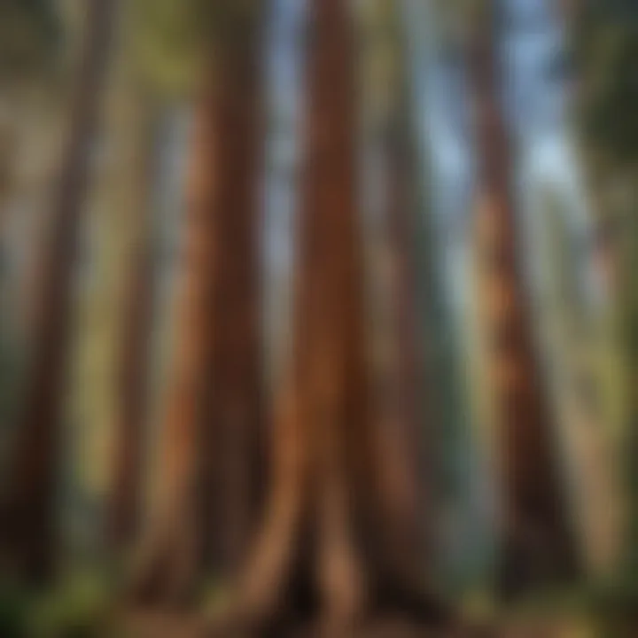 Towering sequoias in Sequoia National Park