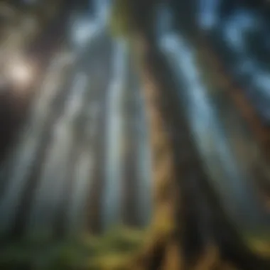Majestic Trees of the Pacific Northwest Towering trees reaching towards a clear blue sky