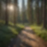 Scenic off-road trail winding through lush forest