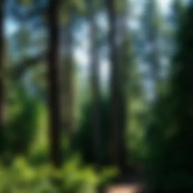 Notable Exploring Pileate: A Comprehensive Examination of Its Significance in Forest Ecology