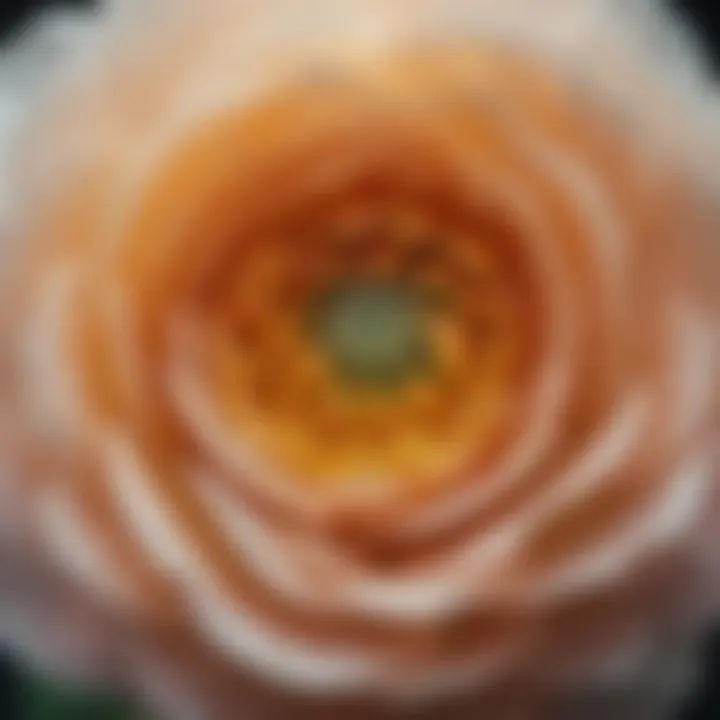 Close-up view of a Ranunculus flower highlighting its intricate petal structure