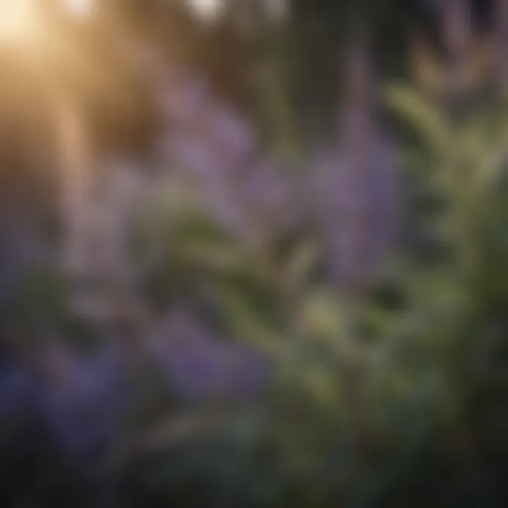 Close-up of Russian Sage leaves and flowers showcasing texture