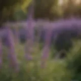 Vibrant blooming Russian Sage in a garden setting