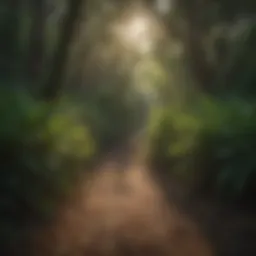 Lush greenery along a hiking trail in Sarasota