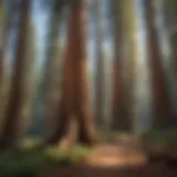 Majestic giant sequoias towering above the forest floor