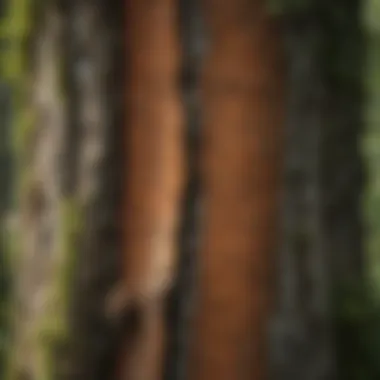 Close-up of tree bark and foliage