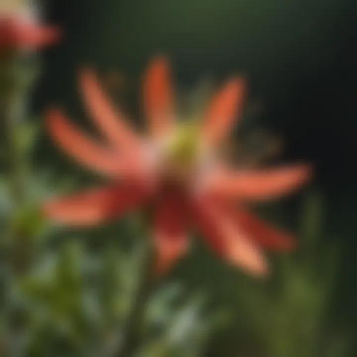 Close-up view of the American paintbrush flower showcasing its unique structure