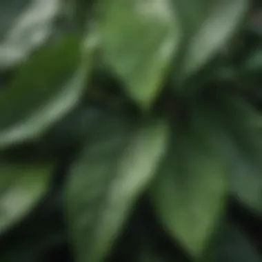 Close-up view of arrow shaped leaves highlighting their unique features