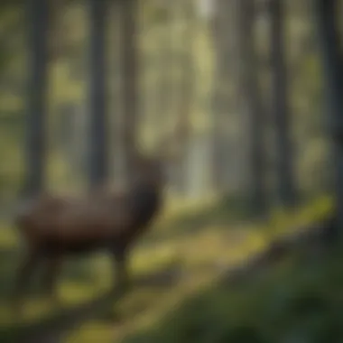 Diverse Wildlife of the Black Hills Wildlife roaming freely in the natural habitats of the Black Hills
