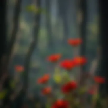 Exploring the Diversity and Significance of Wild Red Flowers Introduction
