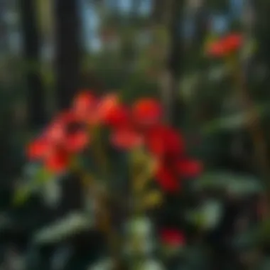 Notable Exploring the Diversity and Significance of Wild Red Flowers