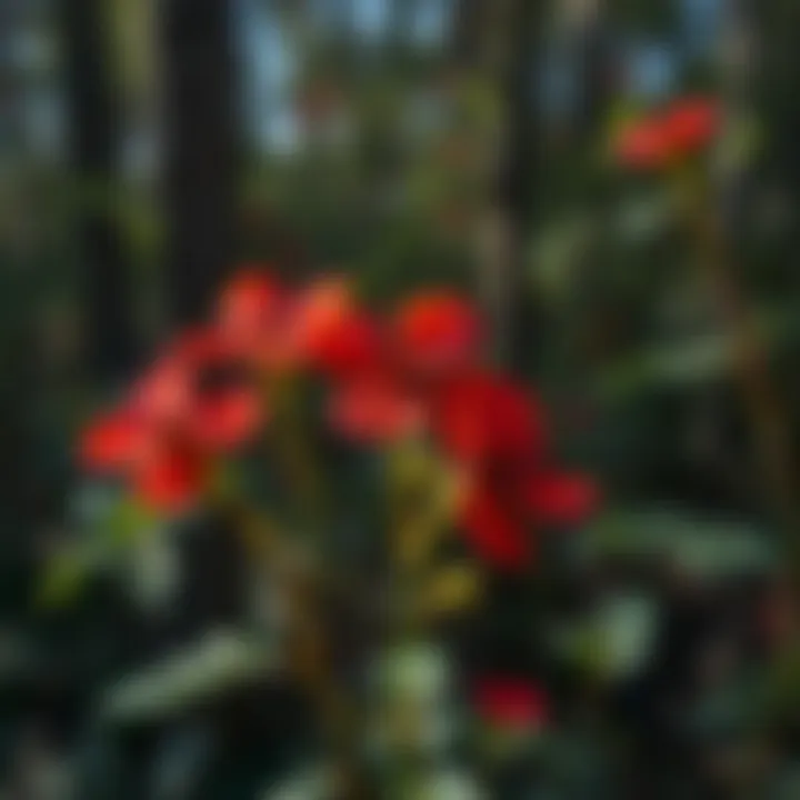 Notable Exploring the Diversity and Significance of Wild Red Flowers