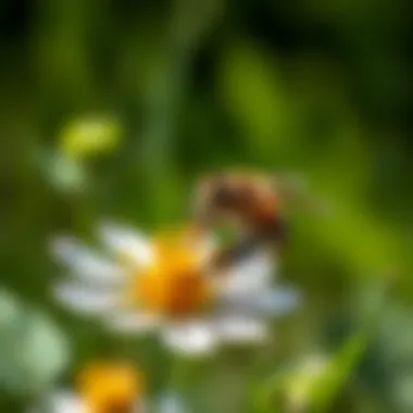 Ground Bee Pollinating a Wildflower Ground bee pollinating a wildflower