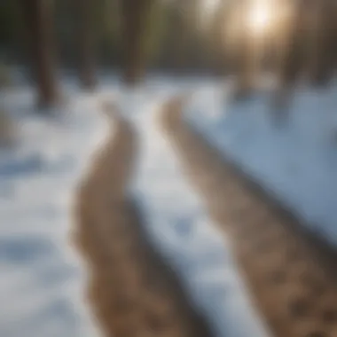 A close-up of brown bear tracks in the snow, symbolizing seasonal habitat changes.