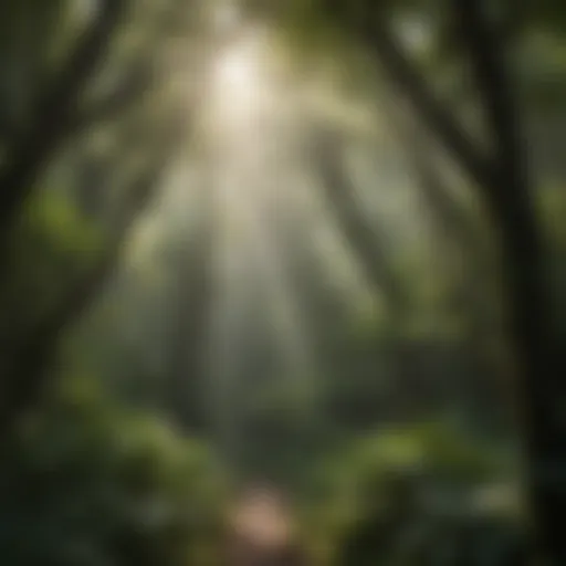 Lush green canopy of the Luquillo Rainforest