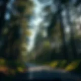 Exploring the Magnificence of Drive-Through Trees Introduction