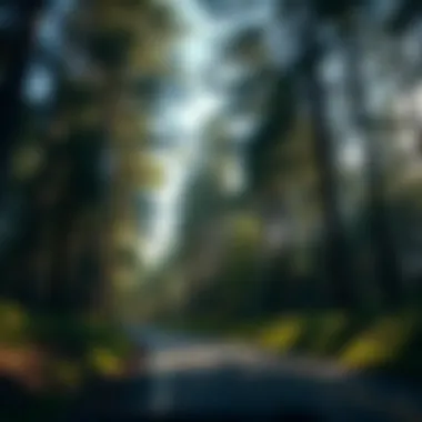 Exploring the Magnificence of Drive-Through Trees Introduction