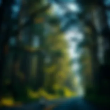 Notable Exploring the Magnificence of Drive-Through Trees