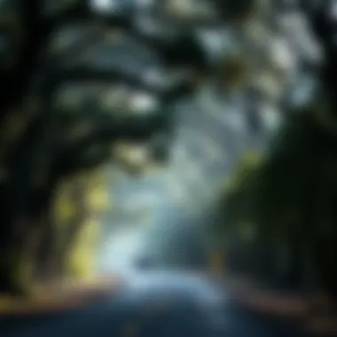 Exploring the Magnificence of Drive-Through Trees Summary