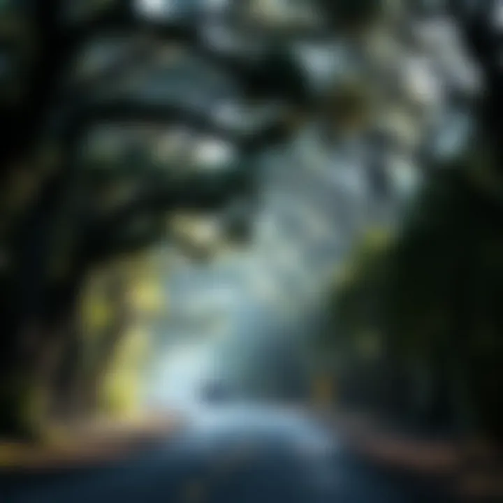 Exploring the Magnificence of Drive-Through Trees Summary