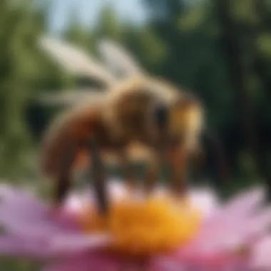 Honeybee in Action A close-up view of a honeybee collecting pollen from a vibrant flower
