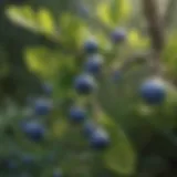 Close-up of fresh bilberries on a branch, showcasing their vibrant color and texture.