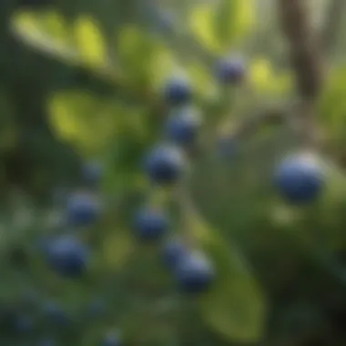 Close-up of fresh bilberries on a branch, showcasing their vibrant color and texture.